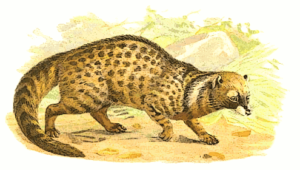 african civet free clipart