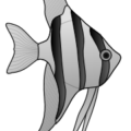 altum angelfish free clipart