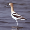 american avocet free clipart