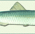 anchovy free clipart