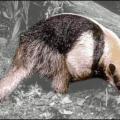 anteater free clipart