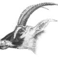 antelope free clipart