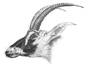 antelope free clipart