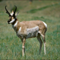 antelope pronghorn free clipart