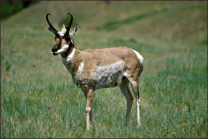 antelope pronghorn free clipart