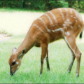 antelope sitatunga free clipart