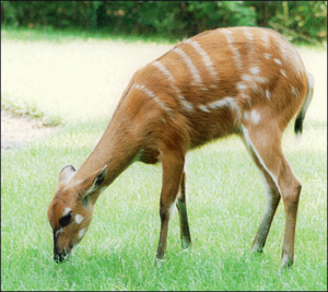 antelope sitatunga free clipart