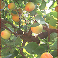 apache apricot tree free clipart