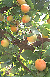 apache apricot tree free clipart