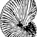 argonaut shell free clipart