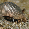 armadillo free clipart