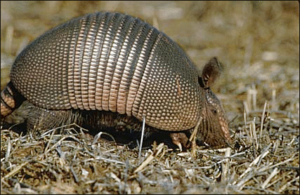 armadillo free clipart