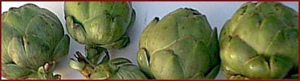 artichoke banner free clipart