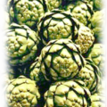 artichokes free clipart