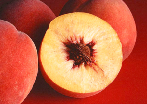 autumn red peaches free clipart