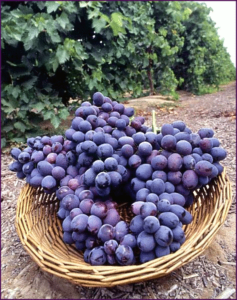 autumn royal grapes free clipart