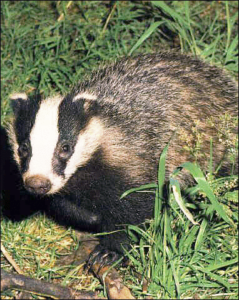 badger animal free clipart