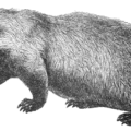 badger bw free clipart