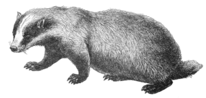 badger bw free clipart