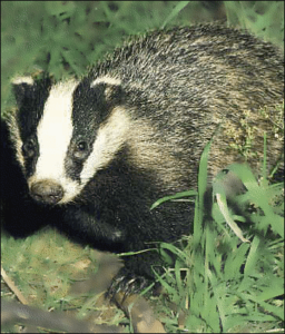 badger euro free clipart