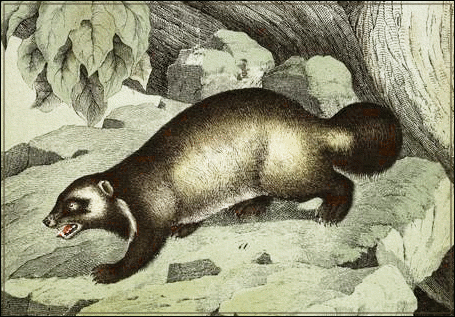 badger free clipart badger free clipart