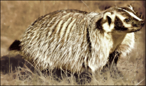 badger in field free clipart