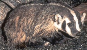 badger wet free clipart