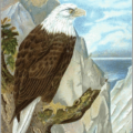 bald eagle branch free clipart