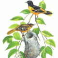 baltimore oriole free clipart