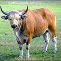 banteng free clipart