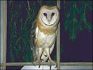 barn owl free clipart