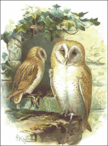 barn owl tyto alba free clipart