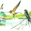 barn swallow free clipart