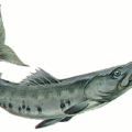 barracuda free clipart