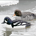 barrows goldeneye free clipart