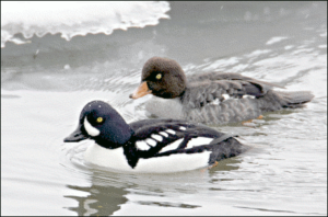 barrows goldeneye free clipart