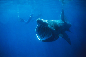 basking shark eats plankton free clipart