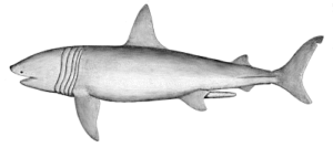 basking shark free clipart
