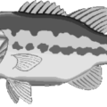 bass fish free clipart