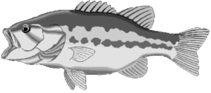 bass fish free clipart
