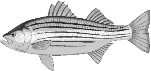 bass free clipart