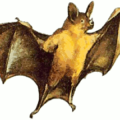 bat free clipart