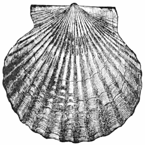 bay scallop free clipart