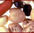 beans banner free clipart