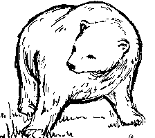 bear drawing free clipart