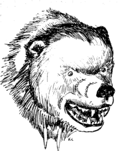 bear head sketch free clipart