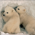 bear polar bear cubs free clipart