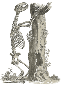 bear skeleton free clipart