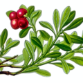 bearberry free clipart