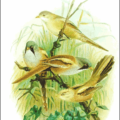 bearded tit reedling free clipart